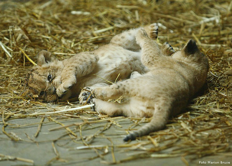 Löwenbabys im Wuppertaler Zoo im April 2009 (Foto Marion Bruse)