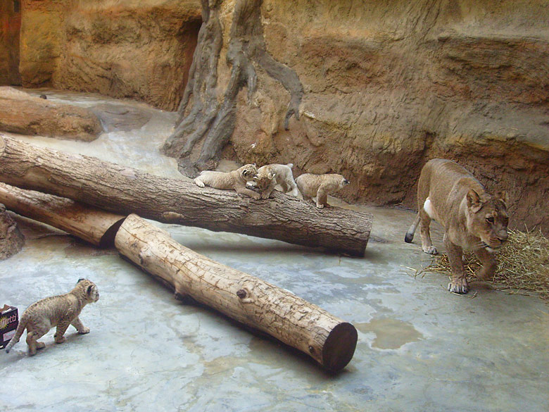 Vier Löwenbabys mit der Löwenmutter Kisangani im Zoologischen Garten Wuppertal im April 2009
