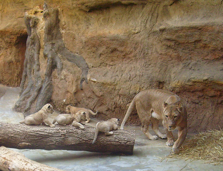 Vier Löwenbabys mit der Löwenmutter Kisangani im Wuppertaler Zoo im April 2009