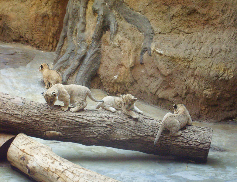 Vier Löwenbabys im Zoo Wuppertal im April 2009