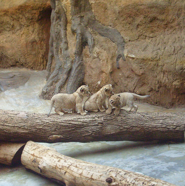 Drei Löwenbabys im Wuppertaler Zoo im April 2009