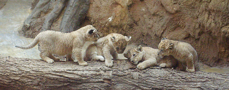 Vier Löwenbabys im Zoo Wuppertal im April 2009