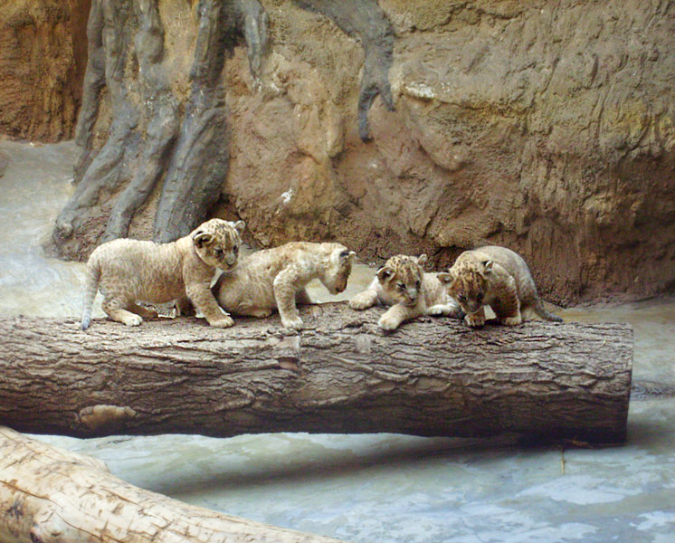 Vier Löwenbabys im Zoologischen Garten Wuppertal im April 2009