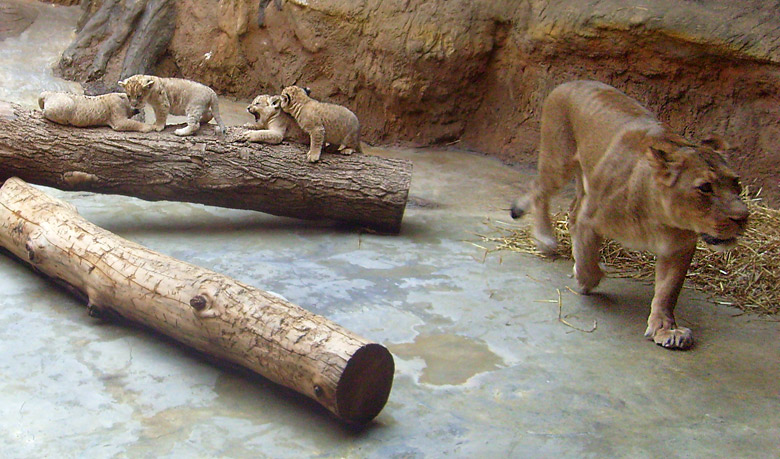Vier Löwenbabys mit der Löwenmutter Kisangani im Wuppertaler Zoo im April 2009