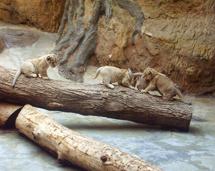 Vier Löwenbabys im Wuppertaler Zoo im April 2009