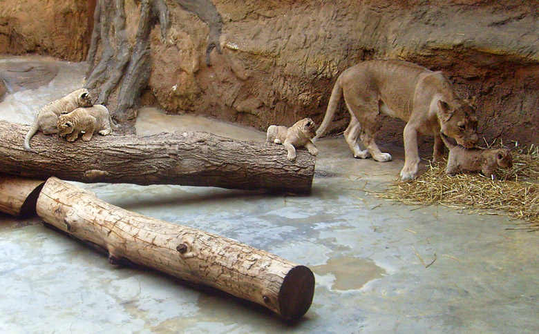 Vier Löwenbabys mit der Löwenmutter Kisangani im Zoo Wuppertal im April 2009