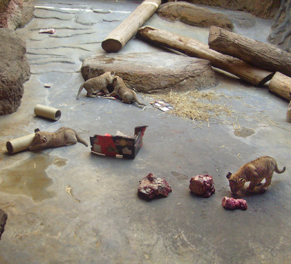 Fütterung der Löwen im Wuppertaler Zoo im April 2009
