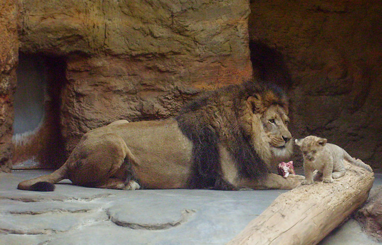 Löwenvater bei der Mahlzeit im Zoo Wuppertal im April 2009