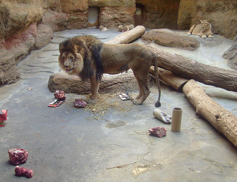 Löwenfütterung im Zoologischen Garten Wuppertal im April 2009