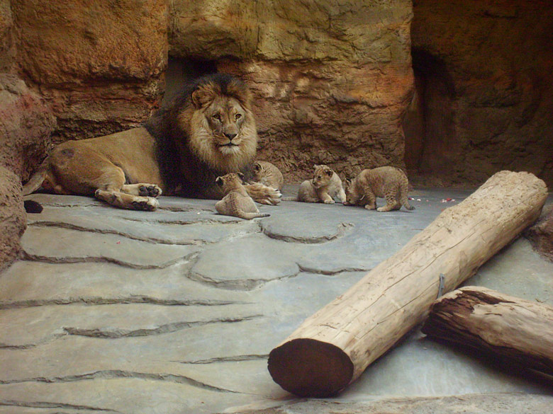 Löwenvater mit vier Jungtieren im Wuppertaler Zoo im April 2009