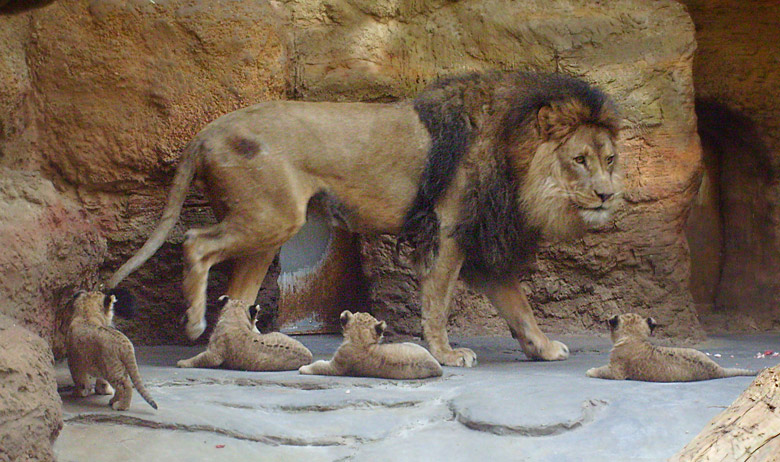 Löwenvater mit vier Jungtieren im Zoo Wuppertal im April 2009