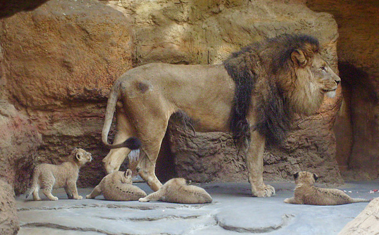 Ein stolzer Löwenvater im Zoologischen Garten Wuppertal im April 2009