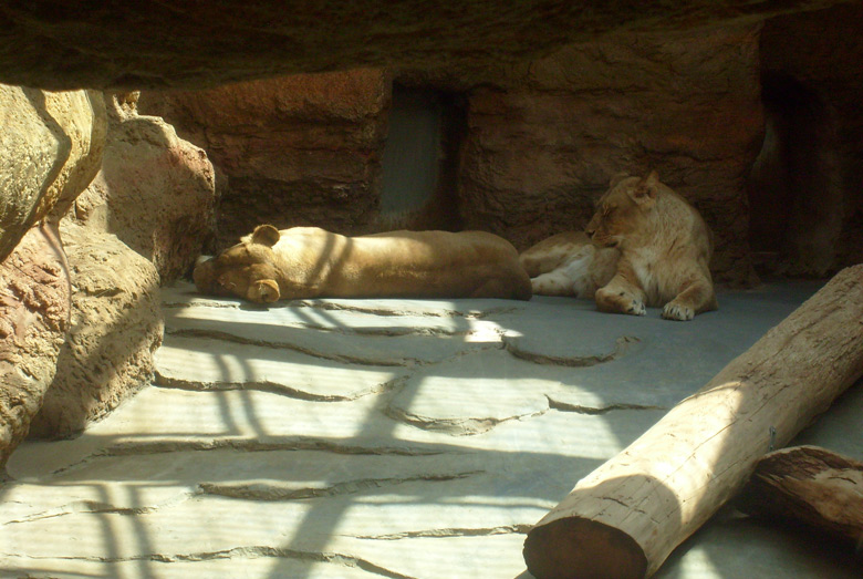 Die Löwenkatzen "Maisha" und "Malaika" im Innengehege im Zoo Wuppertal am 1. Mai 2010