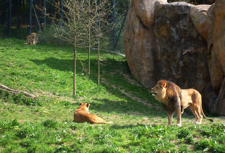 Löwen im Zoologischen Garten Wuppertal am 2. Mai 2010