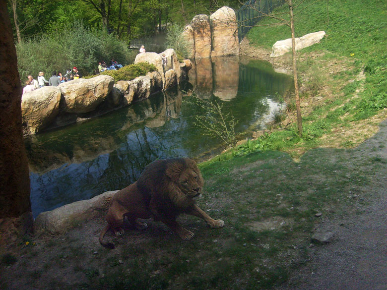 Löwe im Wuppertaler Zoo am 2. Mai 2010