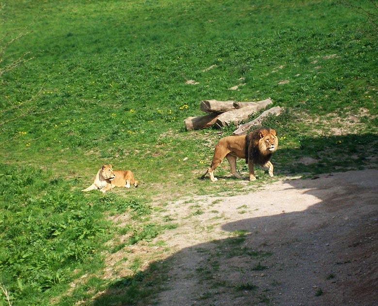 Löwenpaar im Zoologischen Garten Wuppertal am 2. Mai 2010