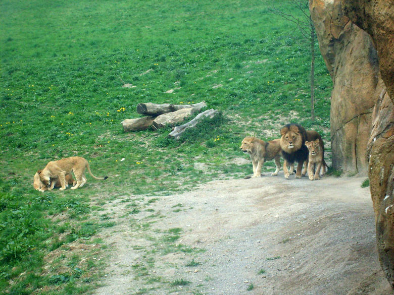 Löwen im Wuppertaler Zoo am 2. Mai 2010