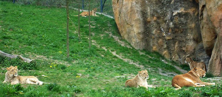 Löwen im Zoo Wuppertal am 2. Mai 2010
