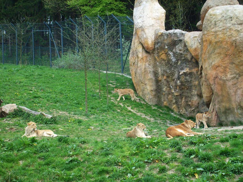 Löwen im Wuppertaler Zoo am 2. Mai 2010