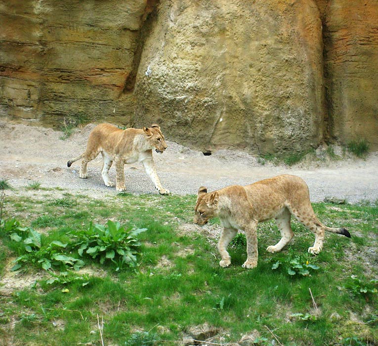 Zwei junge Löwinnen im Wuppertaler Zoo am 2. Mai 2010