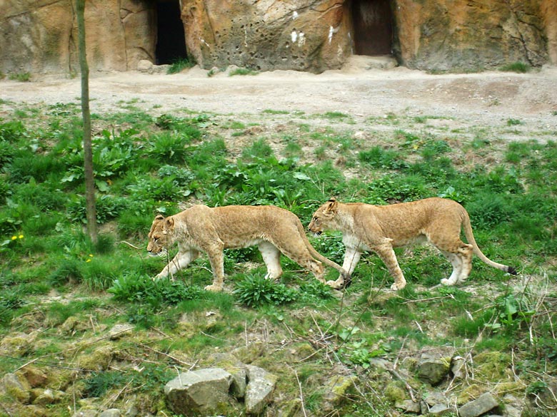 Zwei junge Löwinnen im Zoo Wuppertal am 2. Mai 2010