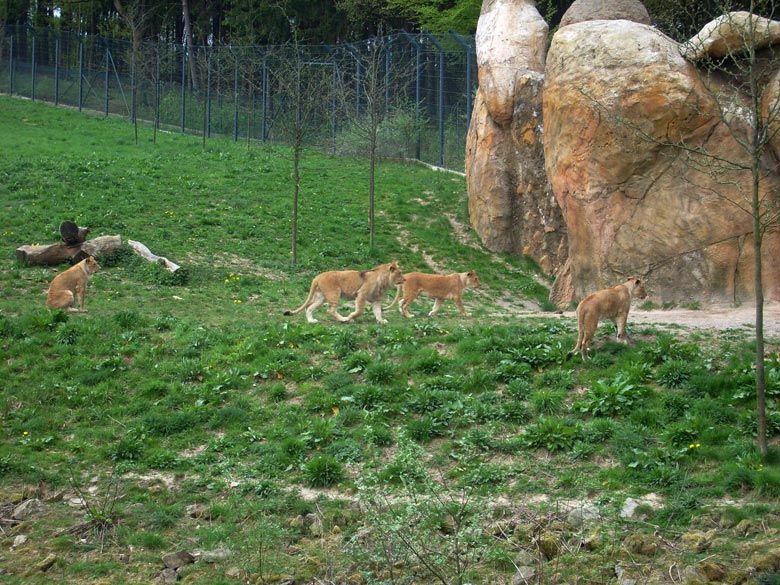Löwen im Zoo Wuppertal am 2. Mai 2010
