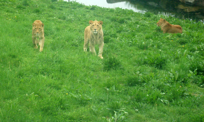 Löwen im Zoo Wuppertal am 8. Mai 2010