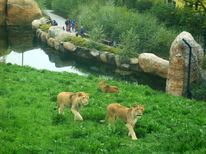 Löwen im Wuppertaler Zoo am 8. Mai 2010