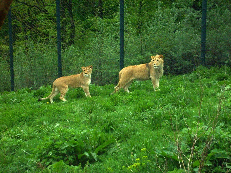 Löwen im Wuppertaler Zoo am 8. Mai 2010