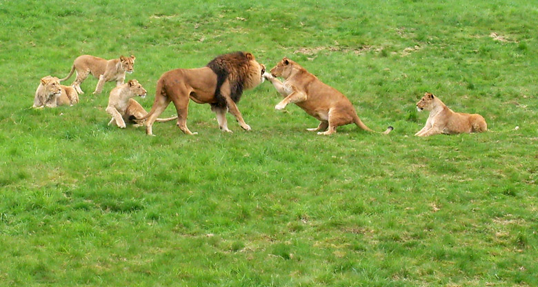 Löwenfamilie im Zoo Wuppertal am 8. Mai 2010
