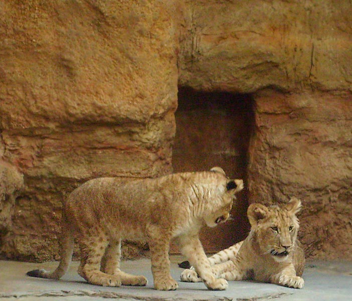 Zwei junge Löwen im Zoo Wuppertal im April 2008