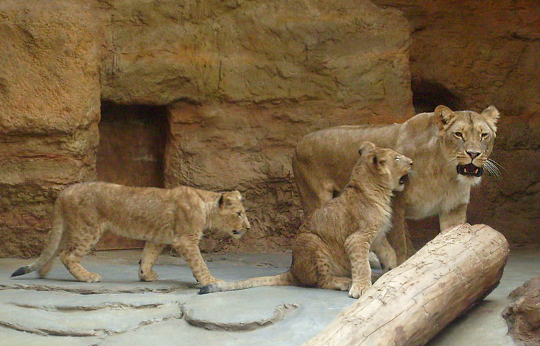 Löwin mit zwei Jungtieren im Wuppertaler Zoo im April 2008