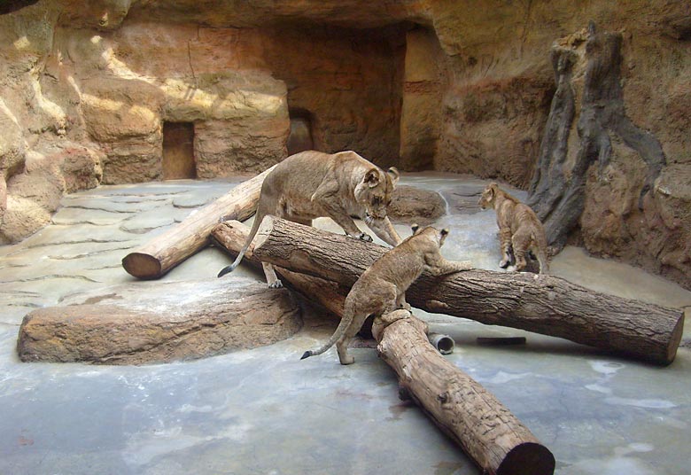 Löwin mit zwei jungen Löwen im Zoologischen Garten Wuppertal im April 2008