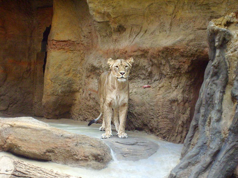 Löwin Malaika im Wuppertaler Zoo im April 2008
