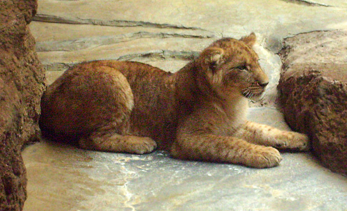Junger Löwe im Wuppertaler Zoo im April 2008