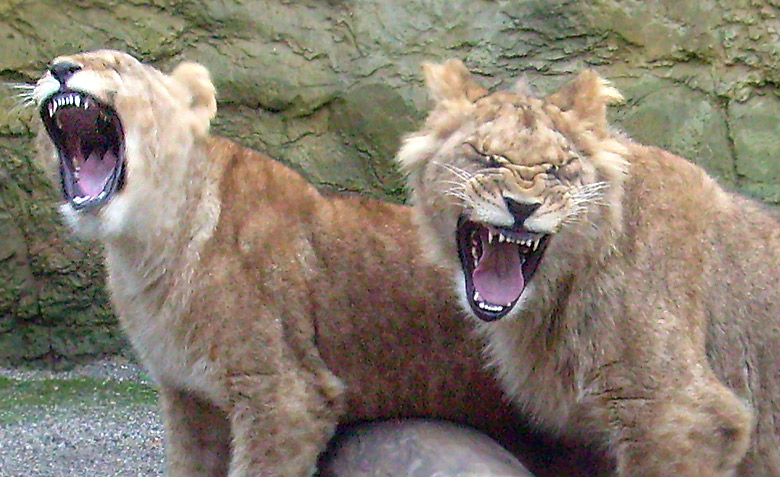 Die Löwenkatze Aketi und der Löwenkater Aru im Zoologischen Garten Wuppertal im Oktober 2008