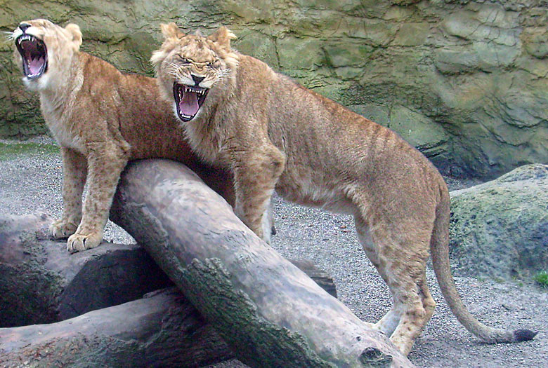 Die Löwenkatze Aketi und der Löwenkater Aru im Zoo Wuppertal im Oktober 2008