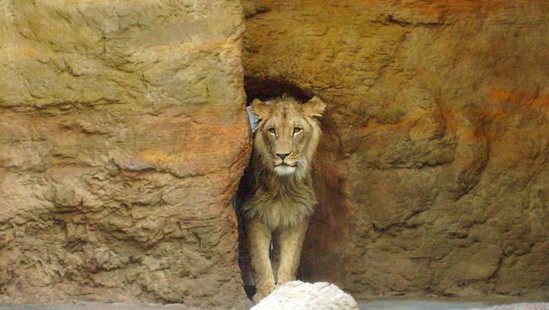 Der Löwenkater Aru im Zoologischen Garten Wuppertal im Januar 2009