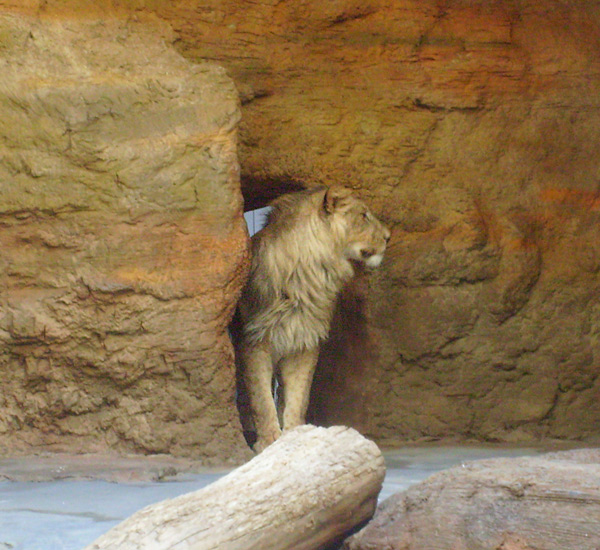 Der Löwenkater Aru im Zoo Wuppertal im Januar 2009
