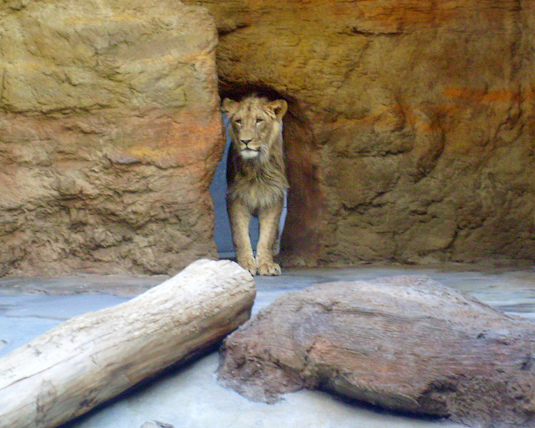 Der Löwenkater Aru im Wuppertaler Zoo im Januar 2009