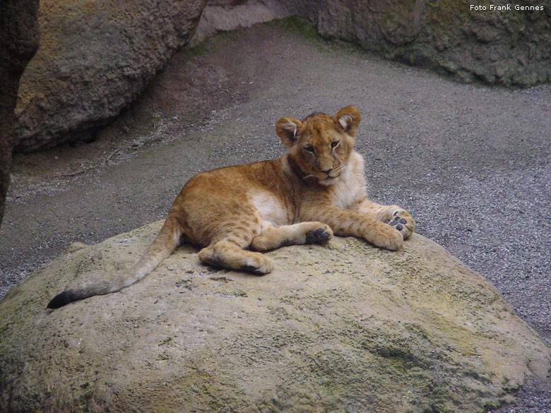 Jungtier im Wuppertaler Zoo im Mai 2008 (Foto Frank Gennes)