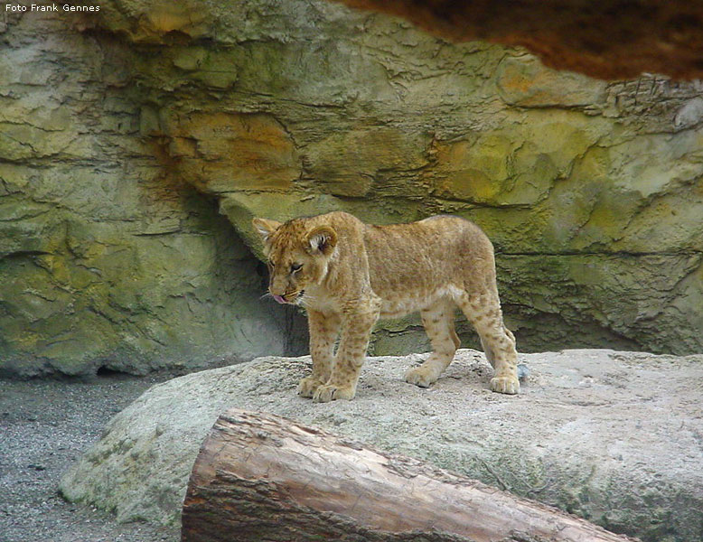 Jungtier im Zoo Wuppertal im Mai 2008 (Foto Frank Gennes)