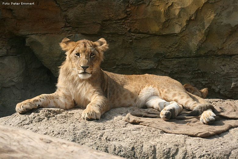 Junglöwe Aru im Wuppertaler Zoo im Juli 2008 (Foto Peter Emmert)
