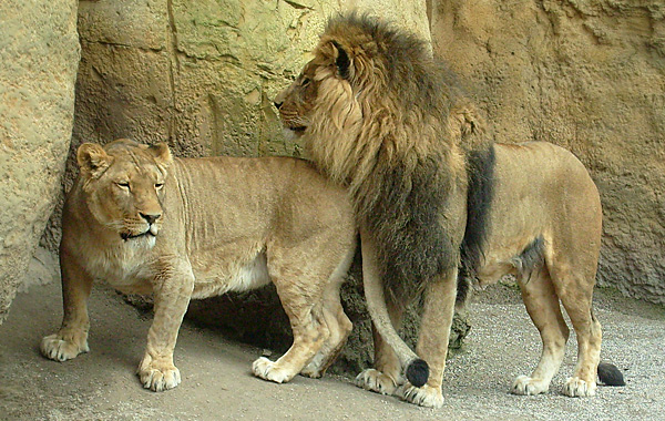 Die Löwin Kisangani mit dem Löwen Massai im Wuppertaler Zoo im April 2008
