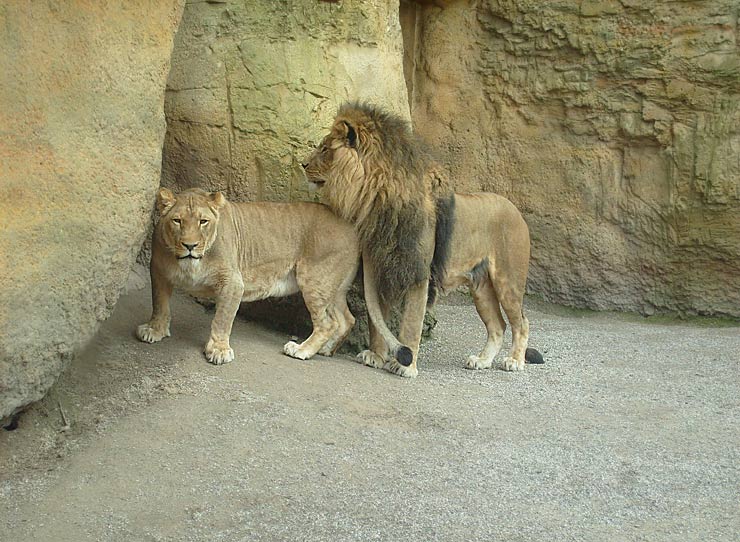 Löwenpaar Kisangani und Massai im Wuppertaler Zoo im April 2008