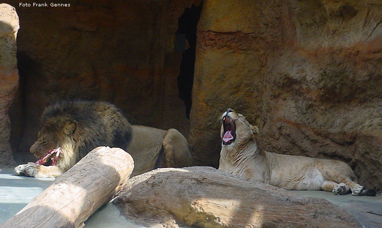 Löwe Massai und Löwin Kisangani im Zoo Wuppertal im Mai 2008 (Foto Frank Gennes)