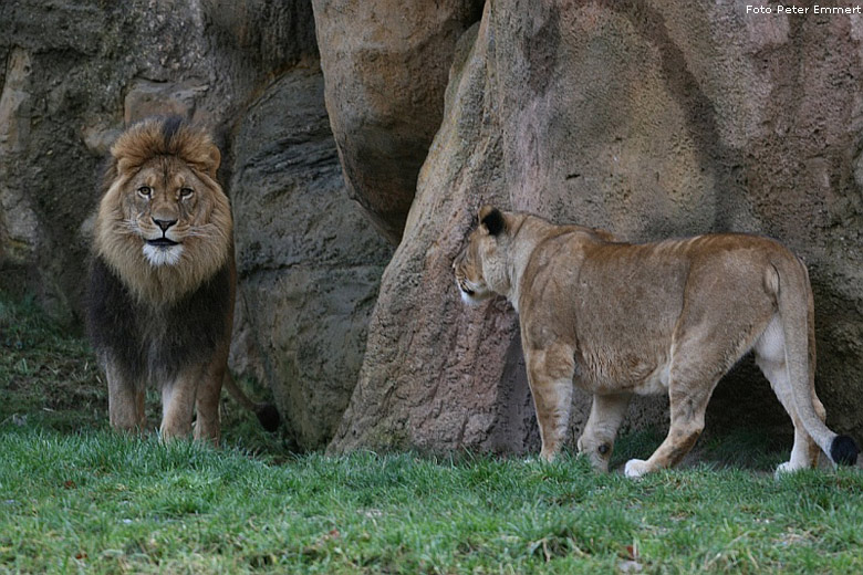 Löwe Massai und Löwin Kisangani im Zoologischen Garten Wuppertal im Januar 2008 (Foto Peter Emmert)