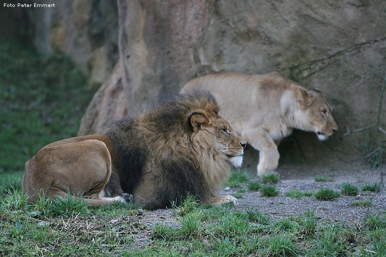 Löwe Massai und Löwin Kisangani im Zoo Wuppertal im Januar 2008 (Foto Peter Emmert)