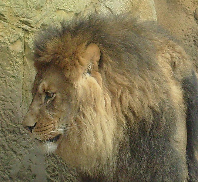 Löwe im Zoo Wuppertal im April 2008