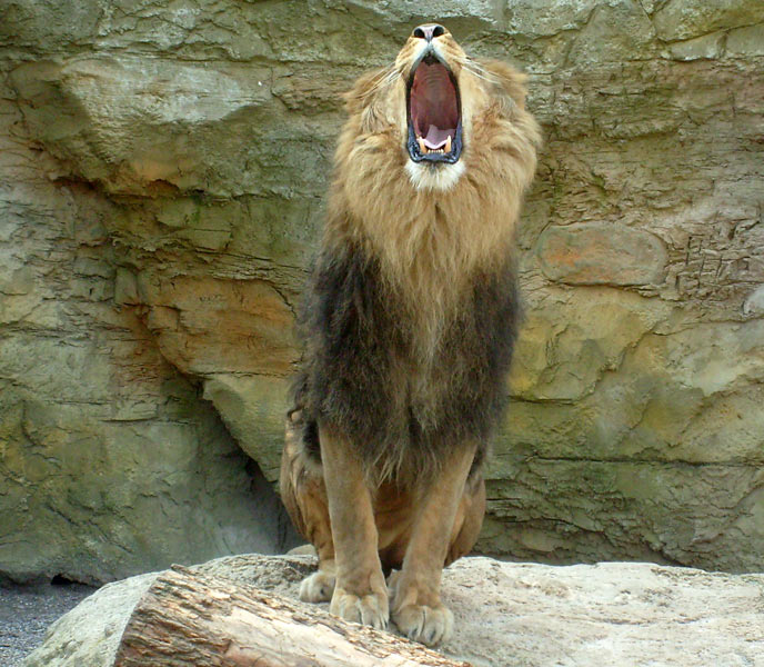 Löwe im Wuppertaler Zoo im April 2008